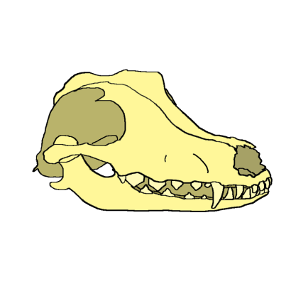 dog_skull
